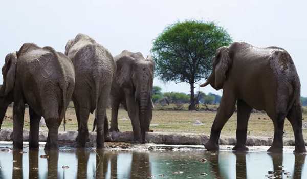 100 elephants die in Zimbabwe's largest game reserve: animal welfare