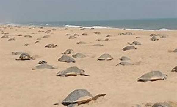 Much-awaited mass nesting of endangered Olive Ridley sea turtles begins ...