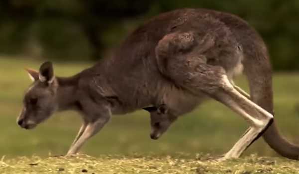 Australian researchers produce first kangaroo embryos through IVF