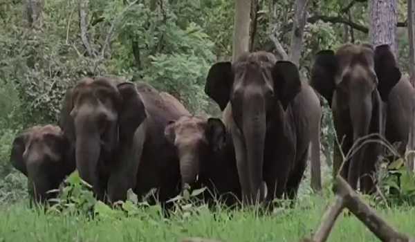 Tuskers trample 3 persons to death in AP