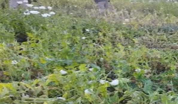 Manipur: 42 arms deposited, SF destroys 15 acres of poppy cultivation