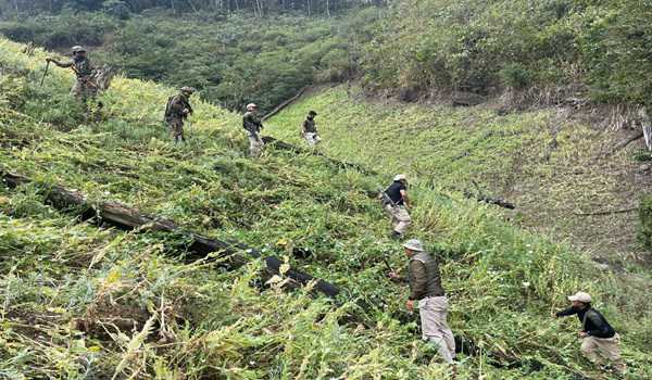 Illegal poppy plants destroyed in Manipur