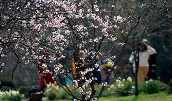 Blossomed almond trees at Badamwari source of attraction for tourists in Srinagar