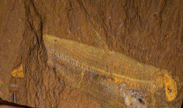 Scientists discover 15-mln-year-old Australian fish fossil