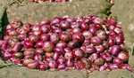 Centre withdraws 20 pc duty on Onion export effective from April one